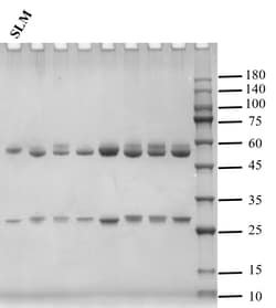 Salinomycin Monoclonal Antibody (4F7):Antibodies, Monoclonal