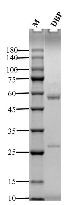 Invitrogen Dibutyl phthalate Monoclonal Antibody (4G3) 200 &mu;g; Unconjugated:Antibodies,