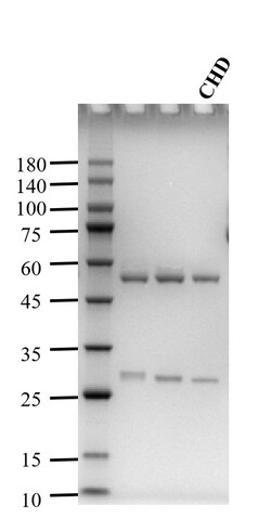 Invitrogen Cyproheptadine Monoclonal Antibody (3E10) 200 &mu;g; Unconjugated:Antibodies,