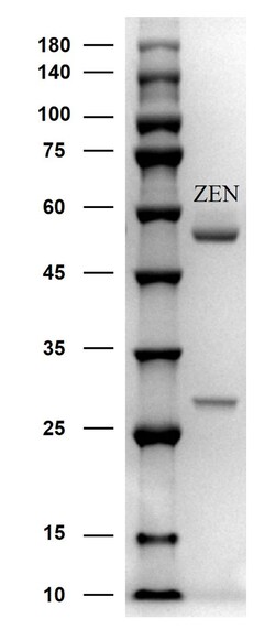 Invitrogen Zearalenone Monoclonal Antibody (6D3) 200 &mu;g; Unconjugated:Antibodies,