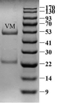 Invitrogen Vancomycin Monoclonal Antibody (4H3) 200 &mu;g; Unconjugated:Antibodies,