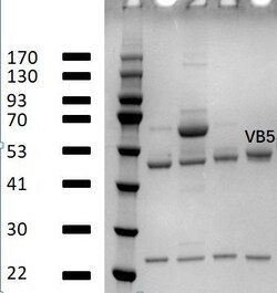 Invitrogen Vitamin B5 Monoclonal Antibody (2A2) 200 &mu;g; Unconjugated:Antibodies,