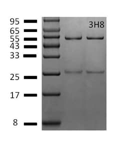 Invitrogen Vitamin B2 Monoclonal Antibody (3H8) 200 &mu;g; Unconjugated:Antibodies,