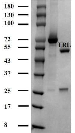 Invitrogen FK506 Monoclonal Antibody (4C12) 200 &mu;g; Unconjugated:Antibodies,