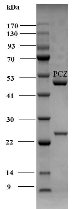 Invitrogen Penconazole Monoclonal Antibody (3G10) 200 &mu;g; Unconjugated:Antibodies,
