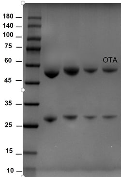 Invitrogen™ Ochratoxin A Monoclonal Antibody (2A4)