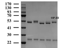 Invitrogen Organic phosphorus 3 Monoclonal Antibody (2G11) 200 &mu;g; Unconjugated:Antibodies,