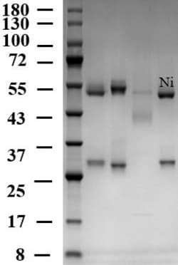 Invitrogen Nickel Monoclonal Antibody (4E3) 200 &mu;g; Unconjugated:Antibodies,