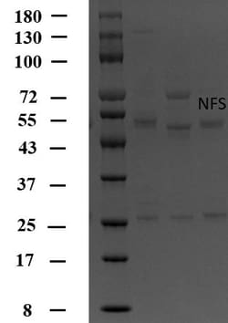 Invitrogen Nifursol Monoclonal Antibody (3C9) 200 &mu;g | Buy Online | Invitrogen&trade; | Fisher Scientific