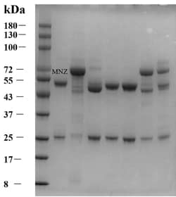 Invitrogen Metronidazole Monoclonal Antibody (6B2) 200 &mu;g; Unconjugated:Antibodies,