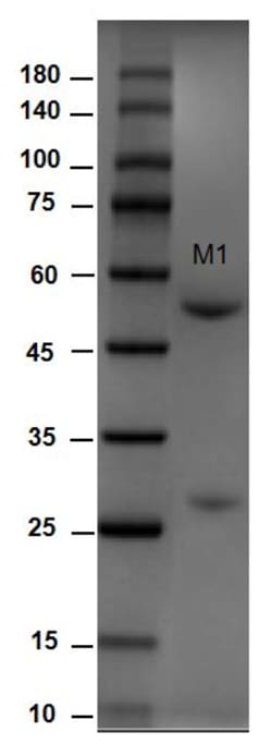 Invitrogen Aflatoxin M1 Monoclonal Antibody (1B11) 200 &mu;g | Buy Online | Invitrogen&trade; | Fisher Scientific