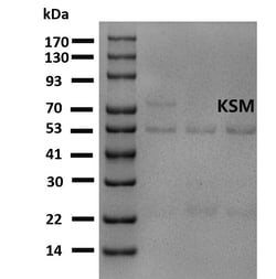 Invitrogen Kresoxim-methyl Monoclonal Antibody (2G4) 200 &mu;g | Buy Online | Invitrogen&trade; | Fisher Scientific