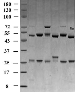 Invitrogen&trade;&nbsp;Mercury Monoclonal Antibody (1H7)