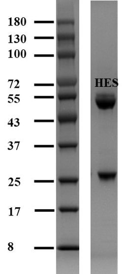 Invitrogen Hexestrol Monoclonal Antibody (2E6) 200 &mu;g | Buy Online | Invitrogen&trade; | Fisher Scientific