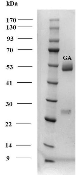 Invitrogen Gibberellic acid Monoclonal Antibody (1G11) 200 &mu;g | Buy Online | Invitrogen&trade; | Fisher Scientific