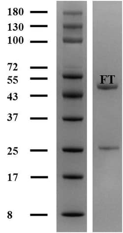 Invitrogen Fentanyl Monoclonal Antibody (5D8) 200 &mu;g; Unconjugated:Antibodies,