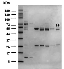 Invitrogen Florfenicol Monoclonal Antibody (6E12) 200 &mu;g; Unconjugated:Antibodies,