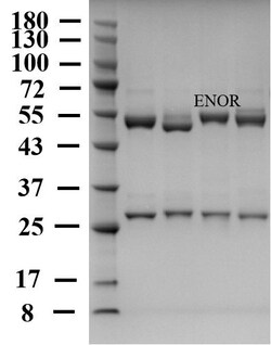 Invitrogen Enrofloxacin Monoclonal Antibody (1H12) 200 &mu;g; Unconjugated:Antibodies,