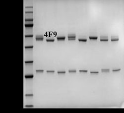 Invitrogen Diazepam Monoclonal Antibody (4F9) 200 &mu;g; Unconjugated:Antibodies,