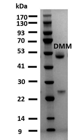 Invitrogen Dimethomorph Monoclonal Antibody (4A5) 200 &mu;g; Unconjugated:Antibodies,
