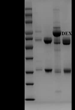 Invitrogen Dexamethasone Monoclonal Antibody (6D7) 200 &mu;g; Unconjugated:Antibodies,