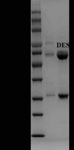 Invitrogen Diethylstilbestrol Monoclonal Antibody (2E6) 200 &mu;g; Unconjugated:Antibodies,