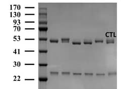 Invitrogen Chlorothalonil Monoclonal Antibody (4D7) 200 &mu;g | Buy Online | Invitrogen&trade; | Fisher Scientific