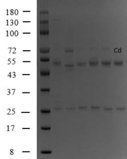 Invitrogen Cadmium Monoclonal Antibody (3A9) 200 &mu;g; Unconjugated:Antibodies,