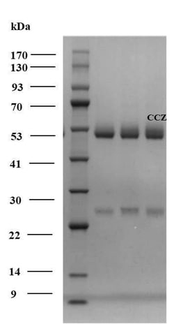 Invitrogen Cyproconazole Monoclonal Antibody (2B10) 200 &mu;g; Unconjugated:Antibodies,