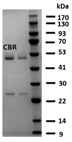 Invitrogen Carbaryl Monoclonal Antibody (4H3) 200 &mu;g; Unconjugated:Antibodies,