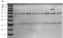 Invitrogen Bromacil Monoclonal Antibody (4G4) 200 &mu;g | Buy Online | Invitrogen&trade; | Fisher Scientific