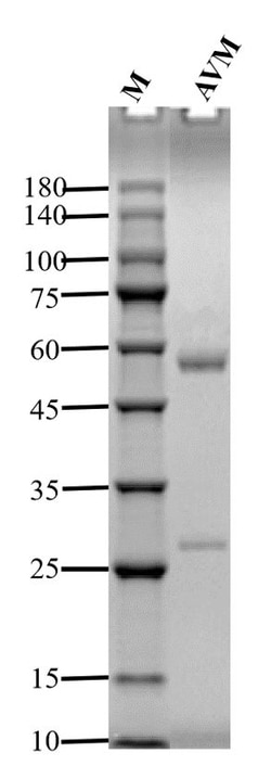 Invitrogen Avermectin Monoclonal Antibody (1G8) 200 &mu;g; Unconjugated:Antibodies,