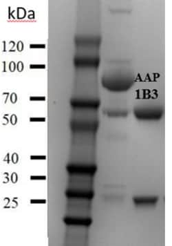 Invitrogen Acetamiprid Monoclonal Antibody (1B3) 200 &mu;g; Unconjugated:Antibodies,