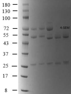 Invitrogen 4-Nitrofurazone metabolite Monoclonal Antibody (6) 200 &mu;g;
