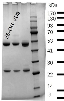 Invitrogen 25-OH-Vitamin D3 Monoclonal Antibody (5G7) 200 &mu;g; Unconjugated:Antibodies,