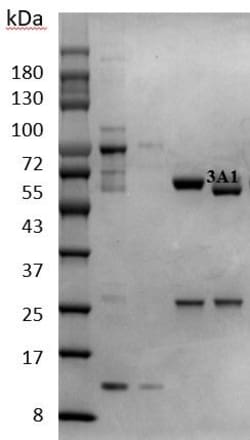 Invitrogen 11-Dehydrothromboxane B2 Monoclonal Antibody (3A1) 200 &mu;g;