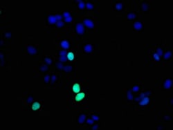 Invitrogen Phospho-Histone H1.4 (Thr17) Recombinant Rabbit Monoclonal Antibody