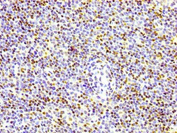 Invitrogen Phospho-Histone H1.4 (Thr17) Recombinant Rabbit Monoclonal Antibody