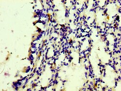 Invitrogen CD163 Recombinant Rabbit Monoclonal Antibody (7B2) 100 &mu;L;