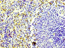Invitrogen CD163 Recombinant Rabbit Monoclonal Antibody (7B2) 100 &mu;L;