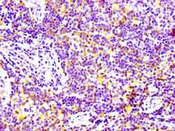 Invitrogen CD97 Recombinant Rabbit Monoclonal Antibody (3A7) 100 &mu;L;