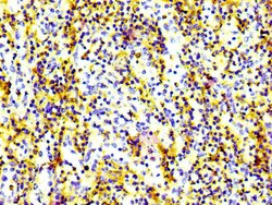 Invitrogen CD97 Recombinant Rabbit Monoclonal Antibody (3A7) 100 &mu;L;