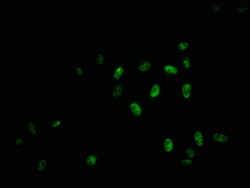 Invitrogen Phospho-Myb (Ser11) Recombinant Rabbit Monoclonal Antibody (3F4)
