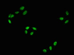Invitrogen Phospho-c-Raf (Ser43) Recombinant Rabbit Monoclonal Antibody