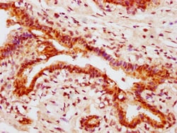 Invitrogen Phospho-AKT1 (Ser473) Recombinant Rabbit Monoclonal Antibody