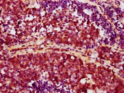 Invitrogen Phospho-AKT1 (Ser473) Recombinant Rabbit Monoclonal Antibody