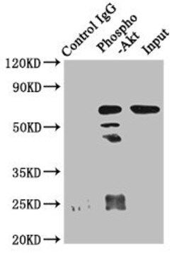 Invitrogen Phospho-AKT1 (Ser473) Recombinant Rabbit Monoclonal Antibody