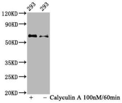 Invitrogen Phospho-AKT1 (Ser473) Recombinant Rabbit Monoclonal Antibody