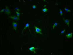Invitrogen Phospho-Tau (Ser324) Recombinant Rabbit Monoclonal Antibody