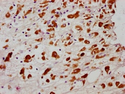 Invitrogen Phospho-MLKL (Ser358) Recombinant Rabbit Monoclonal Antibody